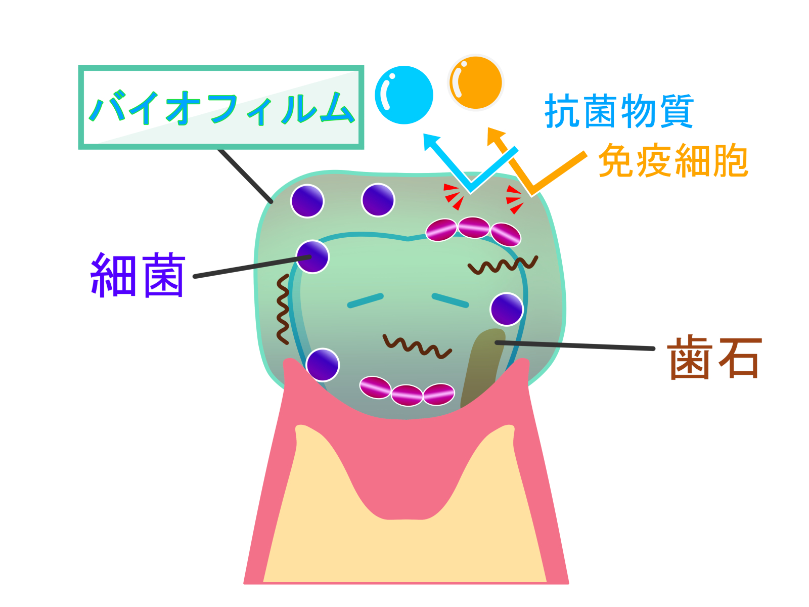 バイオフィルム①